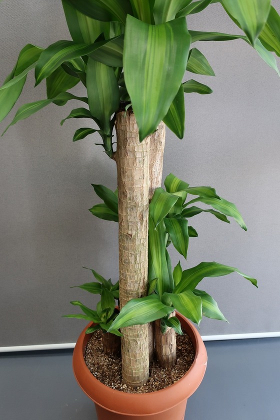 おんちゃんの花屋 ドラセナ マッサンゲアナ